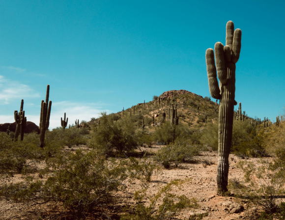 Phoenix Cactus